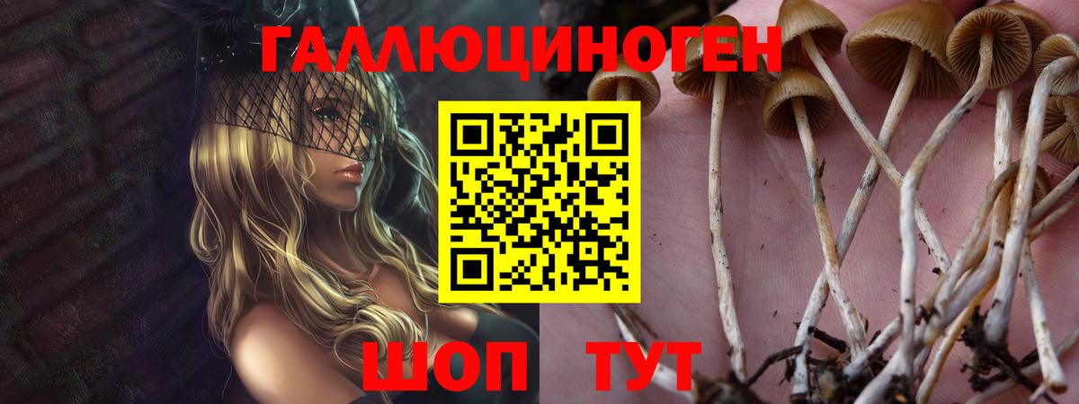 Псилоцибиновые грибы Psilocybe Армавир